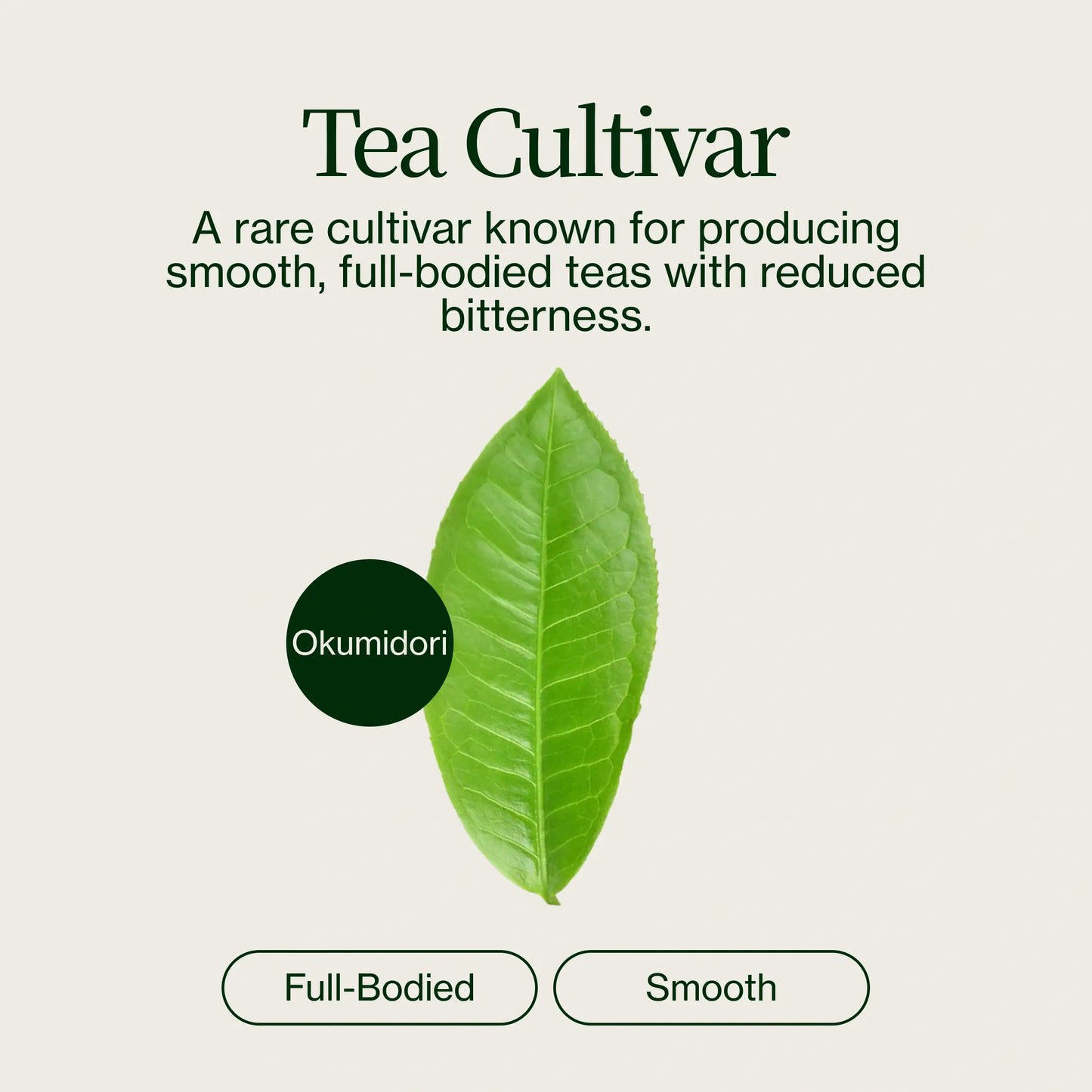 Matcha Cérémonial Washimine