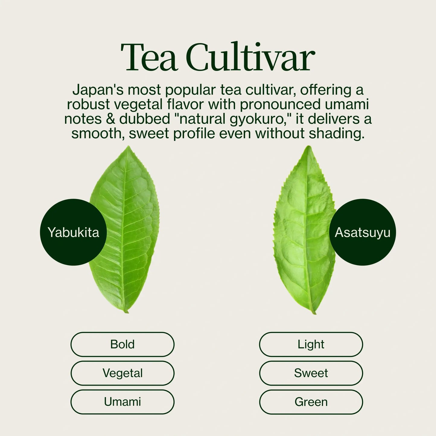 Sencha Matcha Shizuku