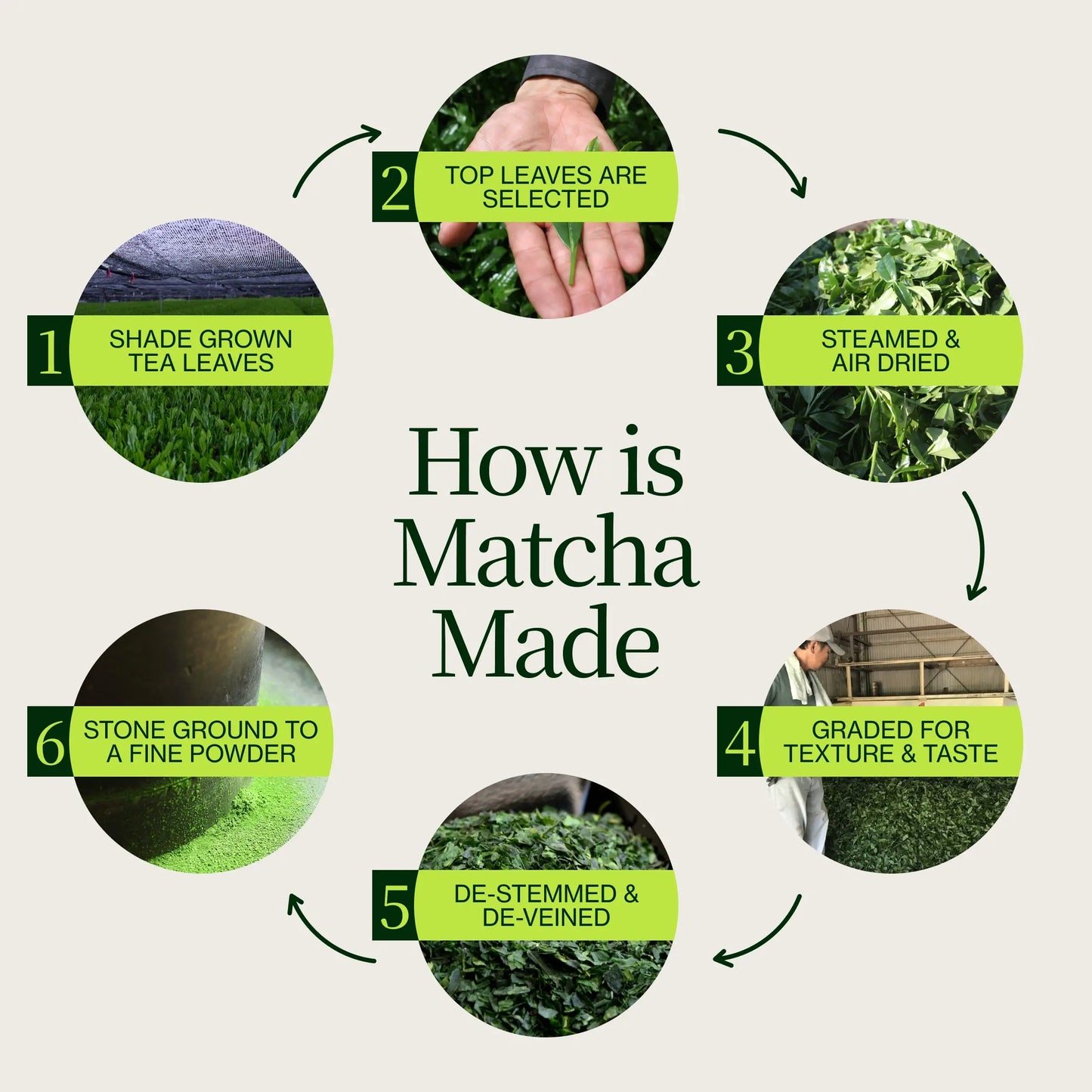 Premium Matcha Latte