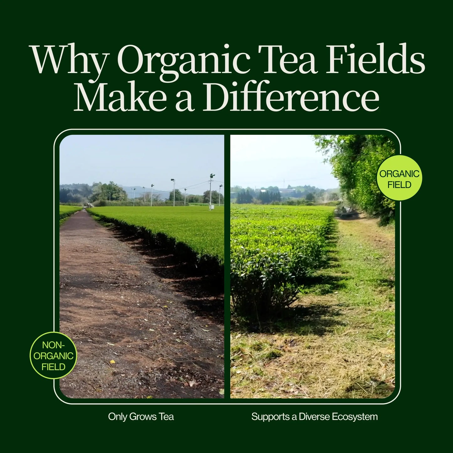 Premium Matcha Latte