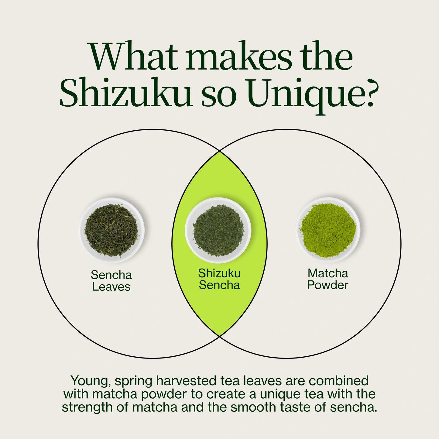 Sencha Matcha Shizuku