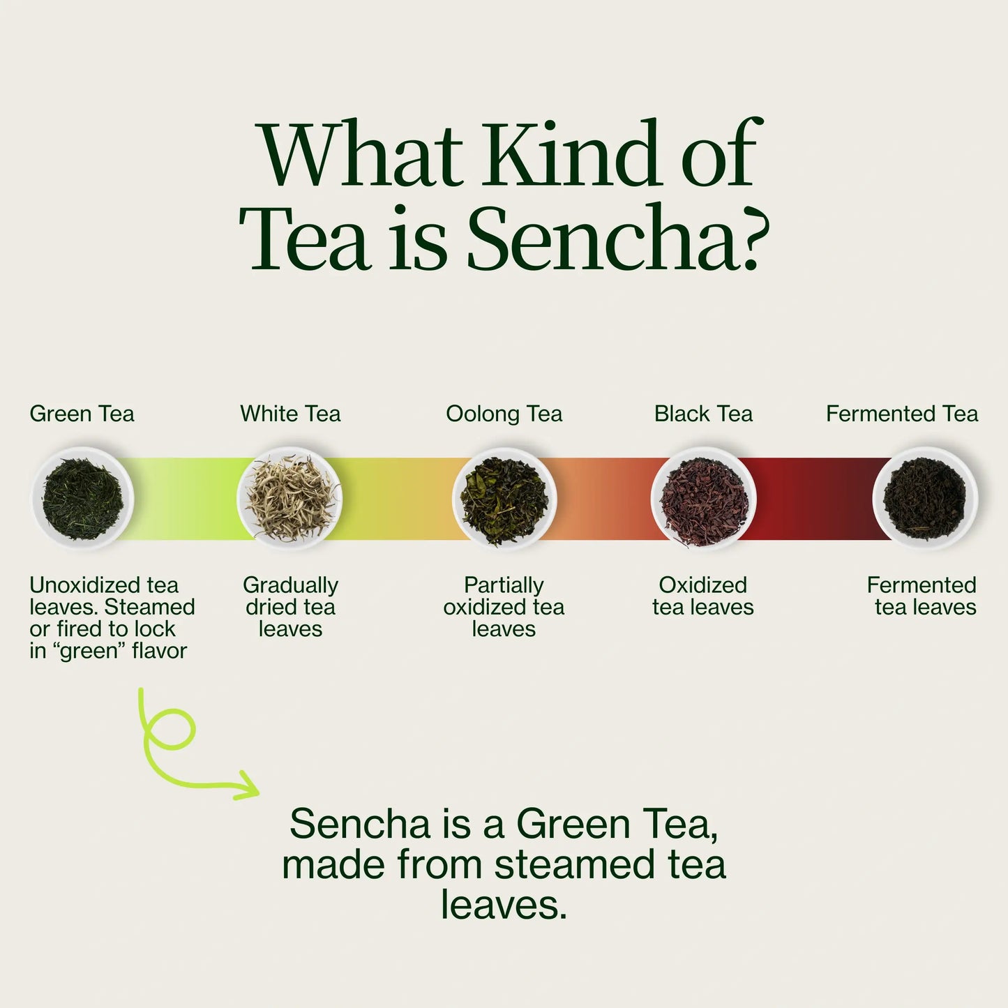 Uji Sencha Chanoka