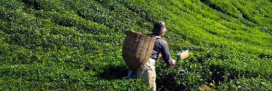 First Tea Harvest Ichibancha Bridging the Cultural Gap in the Pacific Northwest