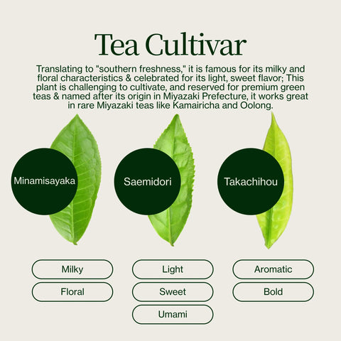 Thé Oolong des Hautes Montagnes Miyazaki