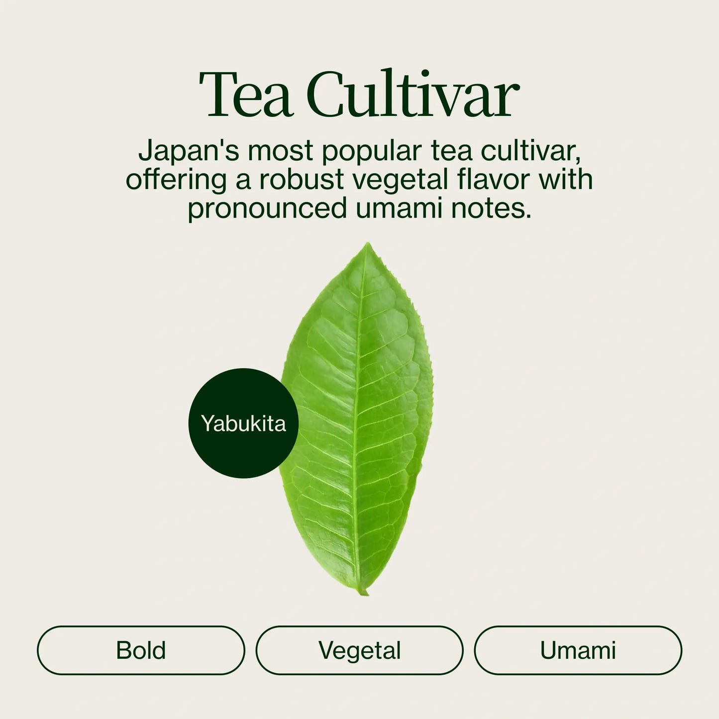 Thé Vert Torréfié Hojicha Noike