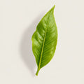 A single fresh green leaf with prominent veins, photographed from above on a light beige background with a soft shadow.
