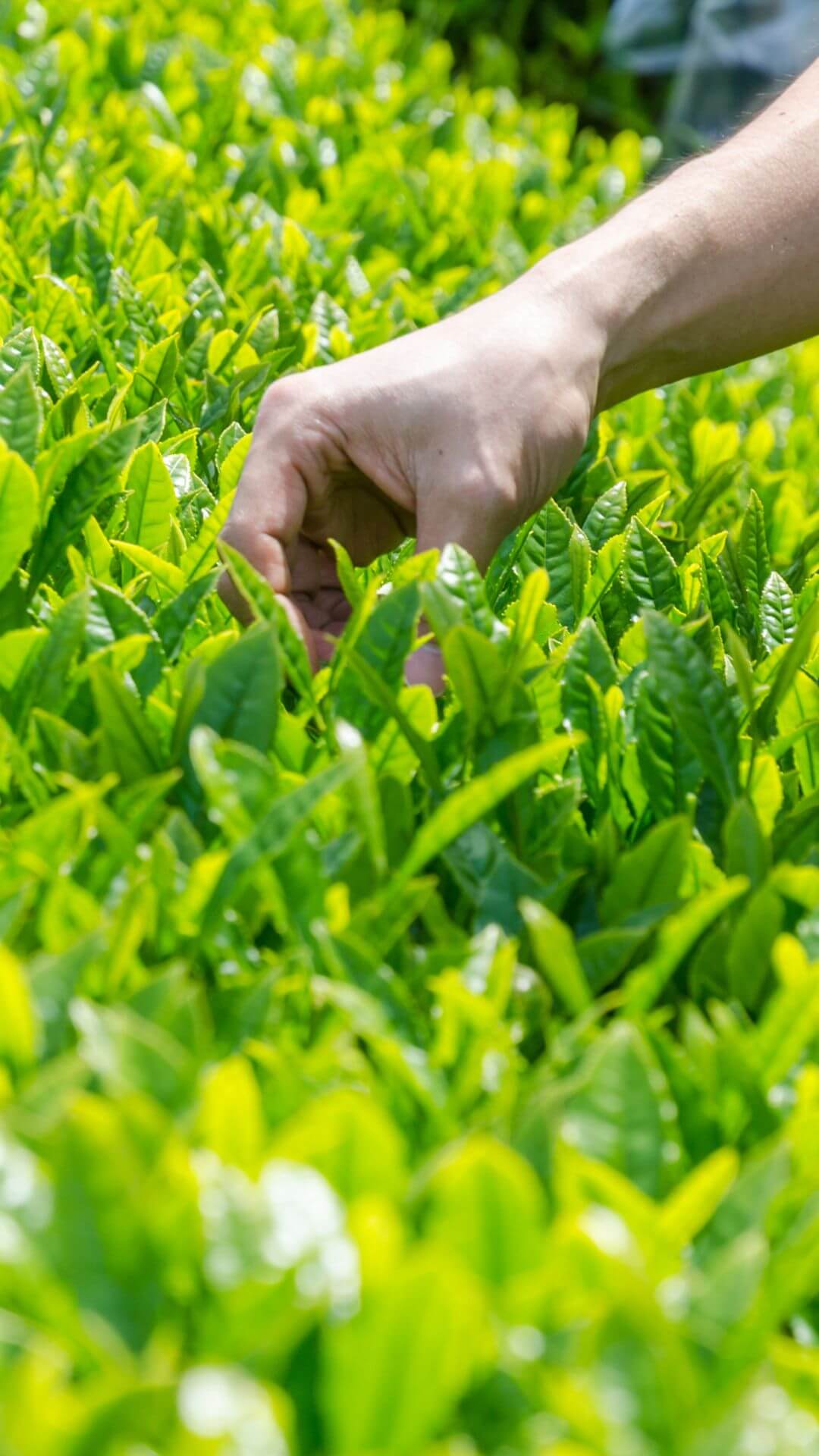 henta tea farm in japan