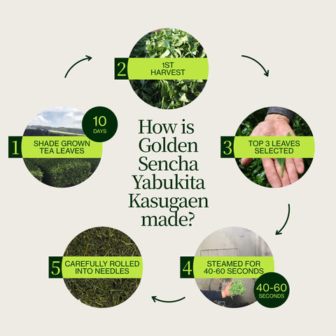 Sencha doré Yabukita Kasugaen