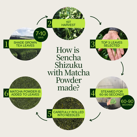 Sencha Shizuku avec Poudre de matcha