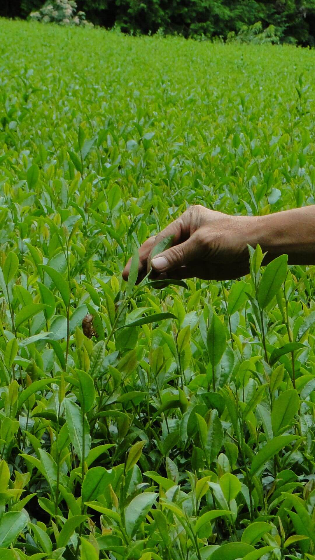 masuda tea farm in japan