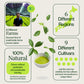 Calendrier de l'Avent Matcha 2025