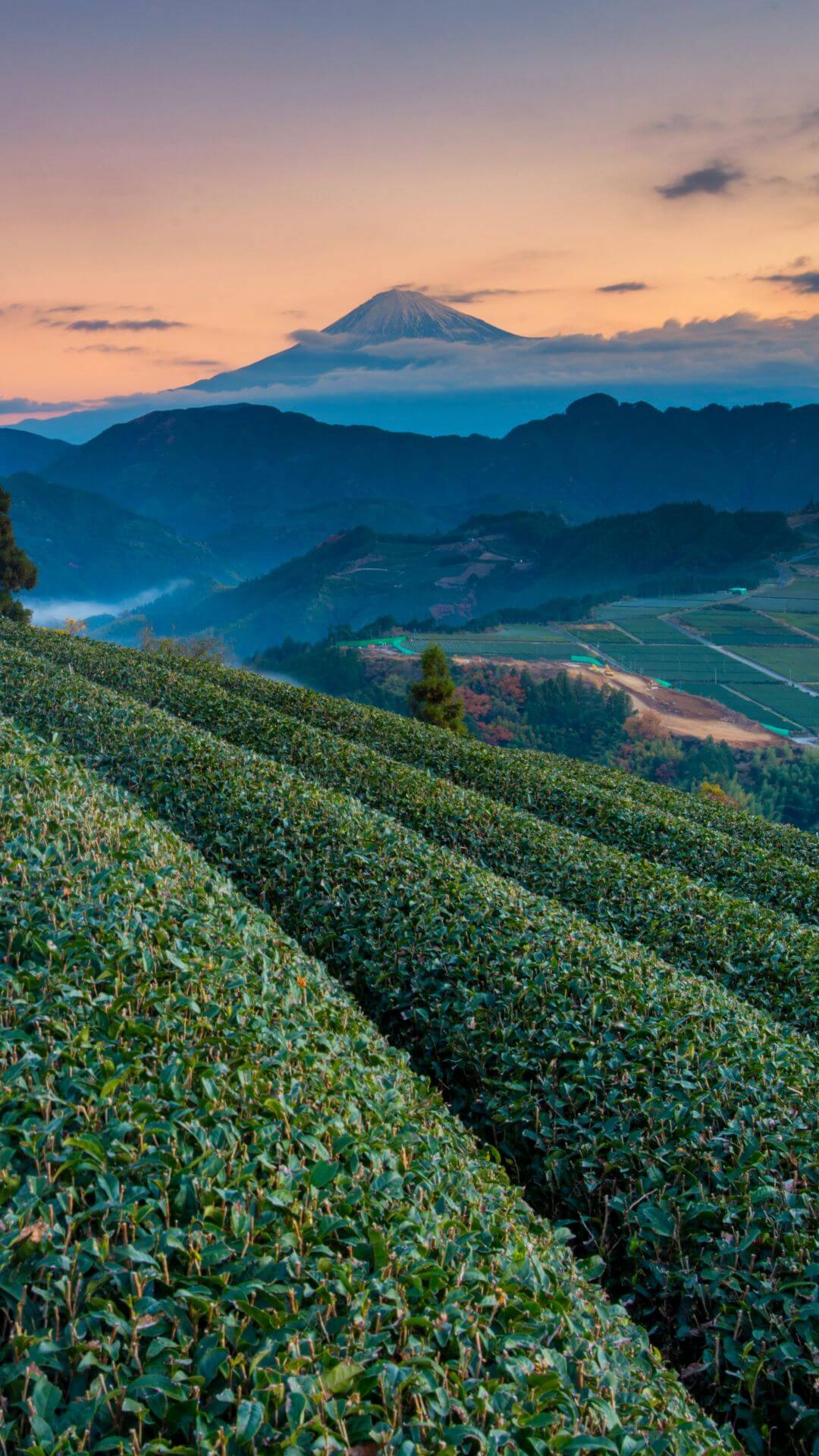 shizuoka tea fields